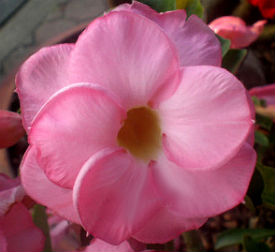 (image for) Adenium Seeds \'Double Rose Pink\' 5 Seeds